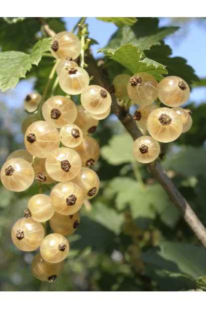 Ribes rubrum White Hollander